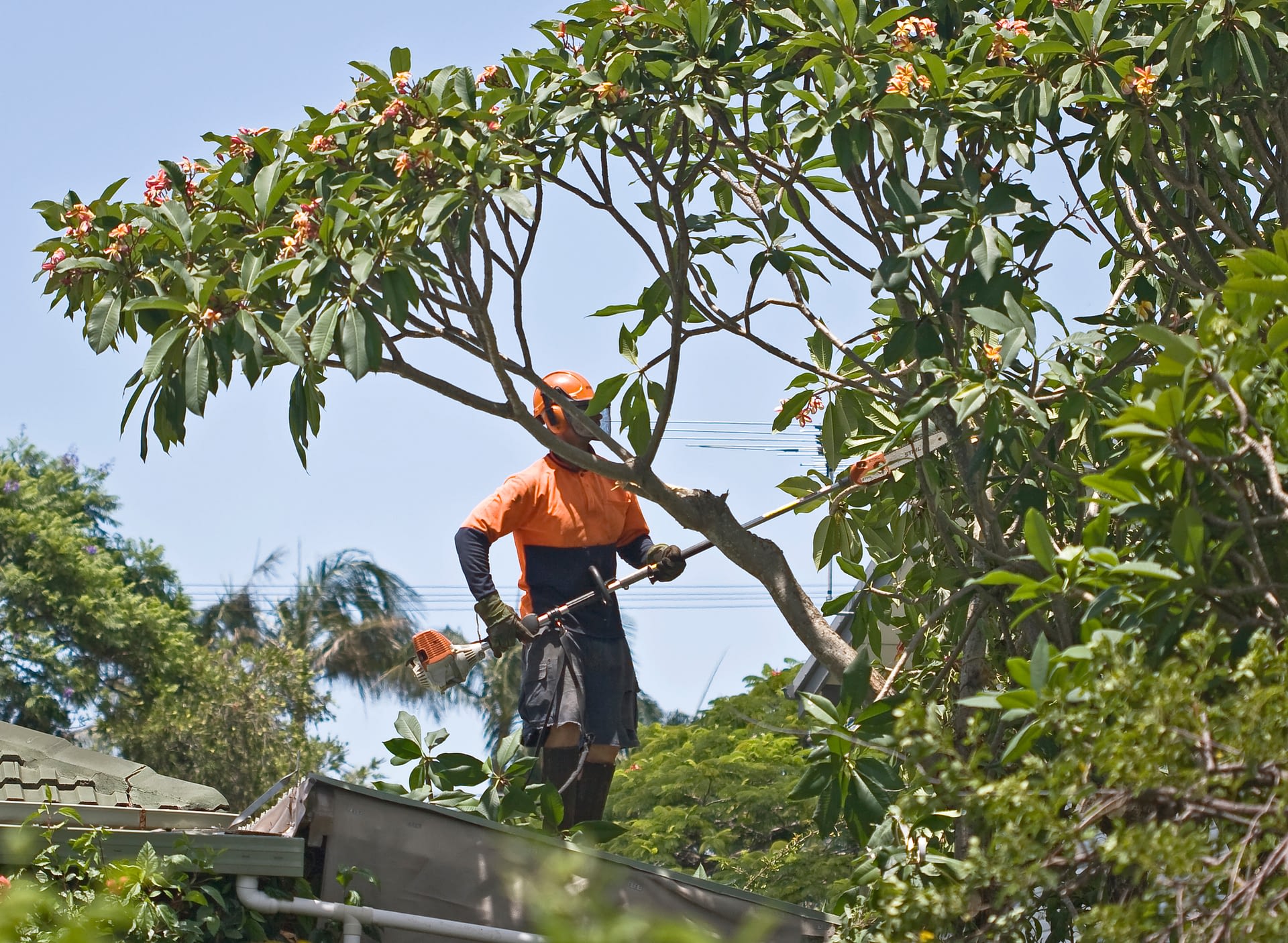 tree trimming
