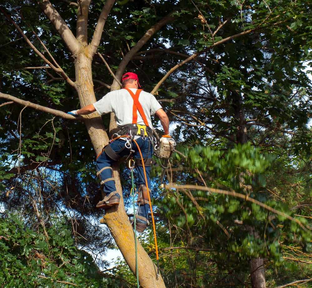 Carlos cutting down a tree in thornton, co