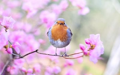 What Trees Are Best For Birds in Colorado?