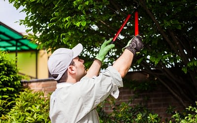 Why Should I Hire a Professional for Tree Trimming?