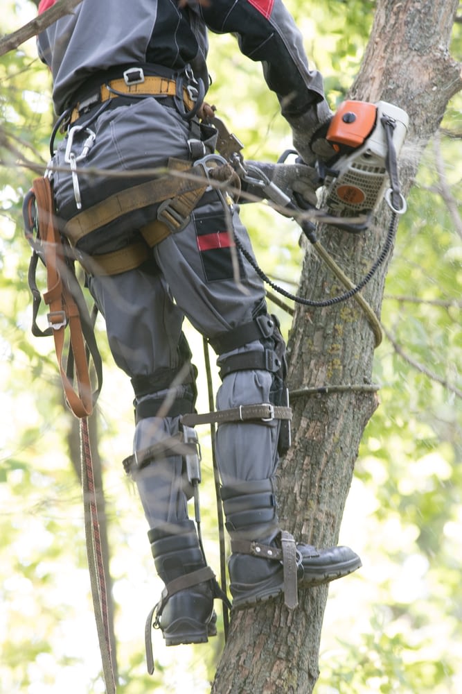 Man sawing a tree using a chainsaw. The man is wearing safety equipment clothes. Close up Carlos cutting down a tree in thornton, co